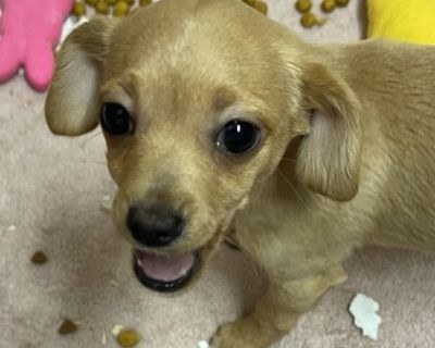 Destiny - Chihuahua Mix Female Dog for Adoption