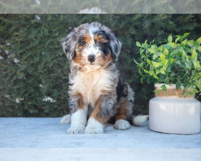 Litter of 6 - Bernedoodle (Miniature) Male Puppy for Adoption