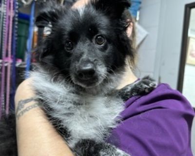 Chewy - American Eskimo Dog Mix Male Puppy for Adoption