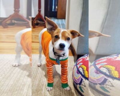 Noah - Male Jack Russell Terrier-Unknown Mix Young for Adoption