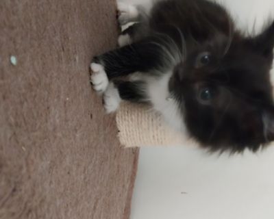 DLH Female Black and White Approximate DOB 9/23/25. Playful, adventurous, energetic. Coat length Long House-trained Yes. Kitten Female Small Black & White / Tuxedo