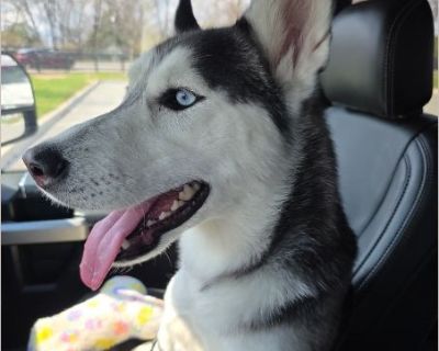 Athena - Female Puppy Siberian Husky for Adoption