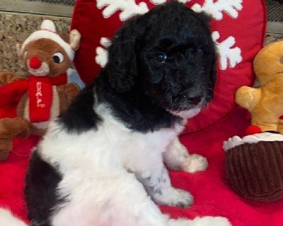 Golden Doodle F1b Golden Doodle babies ready to go! CKC registered and Embark DNA certified. Both parents are approx 85% poodle and 15% golden retriever which makes for a more allergy-friendly, wavy/curlier coat with little to no shedding! All our fur babies are weaned, vaccinated, dewormed, and potty trained! We have males & females available - some cream colored and some parti-colored and som...