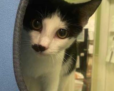 Red is a laid-back kitten who really enjoys spending time lounging in the window seat. When he's not snoozing or keeping an eye on what's going on, he enjoys attention and can be quite playful. He's friendly without being too in-your-face.. Good with cats Shots current Spayed / Neutered Housetrained. Breed Domestic Shorthair Color Age 4 months old, Kitten Sex Female Pet ID C25117 Hair Length short