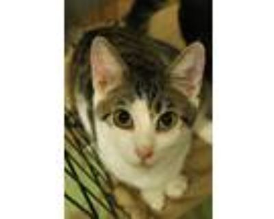 Adopt Justice a Tabby, American Shorthair