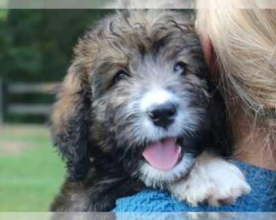 Sonys puppies - Bernedoodle Female Puppy for Adoption