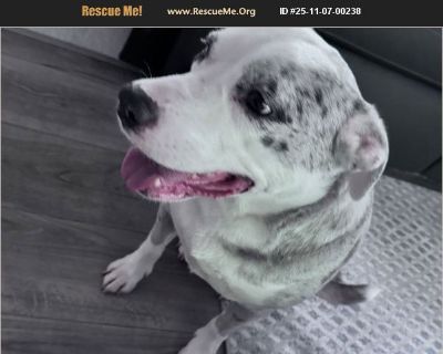 Daughter needs to rehome this sweet girl. She is full of energy. Has always lived in a house with cats and could frankly care less about them. She loves to run so a big yard would be a plus. We want someone who has room and love enough to give her a family.