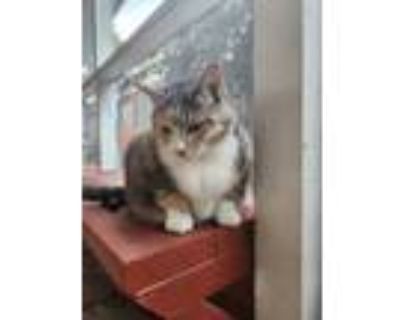 Adopt Clover a Calico or Dilute Calico Calico / Mixed (short coat) cat in San