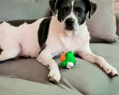 Leela - Mutt/Rat Terrier Mix Female Dog for Adoption