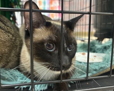 Health Vaccinations up to date.. Young Female Medium Brown / Chocolate