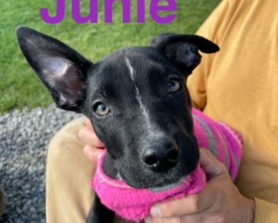 Junie - Black Labrador Retriever & Rat Terrier Mix Female Puppy for Adoption