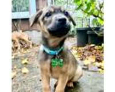 Dog for adoption - Hachi, an Australian Cattle Dog / Blue Heeler Mix in  Portland, OR