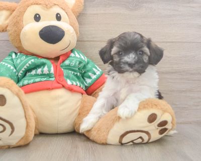 Meet Ninja, our 5-week old Purebred Male Havanese Puppy. He is 1lb 12oz @ 5.1 weeks and estimated to grow to 9-14 lbs. Havaneses are Affectionate, Cheerful. Age 5 weeks Birth Date 10/13/2025 Gender Male Current Weight 1lb 12oz @ 5.1 weeks Est Adult Weight 9-14 lbs Registry n/a Vaccinations Up-To-Date On All Shots Vet Inspection (inspected at 8 wks). Havanese Breed Info Known as the national dog...