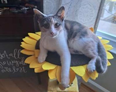 Found as a stray, sweet and playful. Up to date on shots. We are traveling too much and do not have anyone to watch her. Would like to find a good, loving home for her with someone who can be around more. She has a cat tree, enclosed litter box, toys, some food and treats, etc.. Good with kids Good with cats Shots current Housetrained. Breed Calico Color Calico or Dilute Calico Age Kitten Sex F...