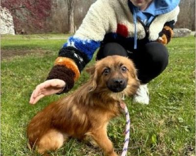 Hi, I'm Fennec - a 2-year-old, 11 pound Spaniel/Chihuahua mix with a big heart packed into a small body. My life didn't start easy; I was found on the street and turns out I came from a crowded home where there were just too many of us for anyone to get the care we needed. But despite it all, I'm still full of love and hope for what's next. I've been in a foster home where I learned how nice it...