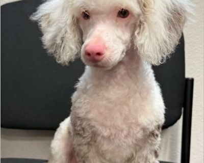 Sam - Male Puppy Poodle for Adoption