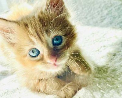 Meet Tillie a 2 month old tiny orange firecracker with a heart full of mischief and a purr that could power a small city. She s equal parts snuggle bug and fearless explorer, always ready to pounce on a toy, a sunbeam, or your unsuspecting shoelaces. With her bright copper coat and big curious eyes, Tillie brings sunshine and silliness wherever she goes. Life with her is guaranteed to be an adv...