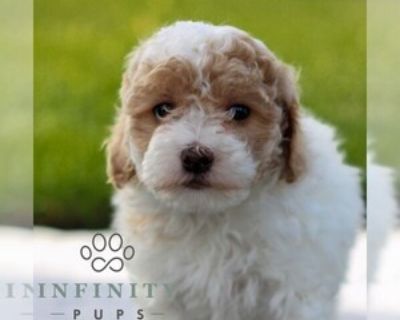 Destiny - Female Maltipoo Puppy for Sale