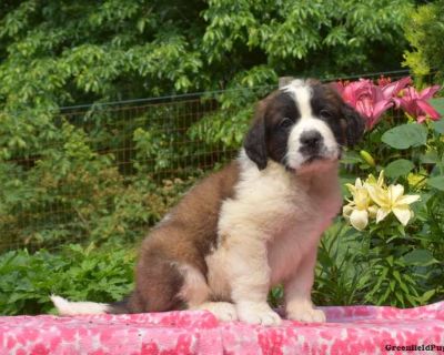Clifford - Saint Bernard Puppy For Sale in Pennsylvania