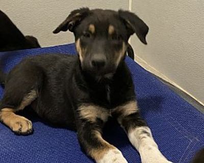 Lambo - German Shepherd Dog Male Puppy for Adoption