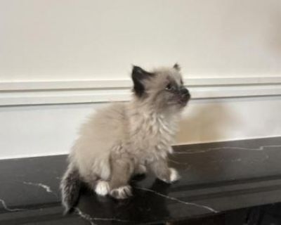 Ragdoll Puff - Ragdoll Male Kitten For Sale