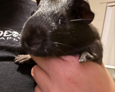 Edgar - Guinea Pig Male for Adoption