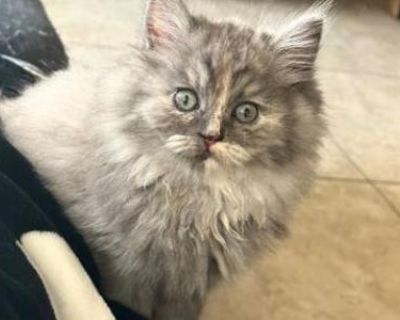 Household pet. Breeding allowed. Not registered. First round of shots. Ragamuffins are the perfect mix of fun-loving energy and calm, snuggly comfort. Their semi-long fur comes in a variety of beautiful colors and patterns, adding to their irresistible charm. She is the cuddle muffin and wants to always be around you. Her calico dilute color is beautiful. A perfect addition to your family.