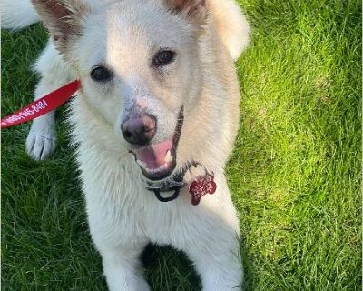 Sweet Lilly blooms with love and loyalty. Lilly is a one-year-old Shiba Inu mix who weighs 24 pounds full grown. Lilly blossoms best when she is with her people and her dog friends. Lilly's sweet nature is mellow, calm and gentle. Lilly is your little shadow in cream and white. She is happiest when she is by your side, sitting on your lap, or cuddled in blankets with you. Lilly is so happy to b...