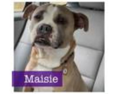 Adopt Maisie a American Staffordshire Terrier, Boxer