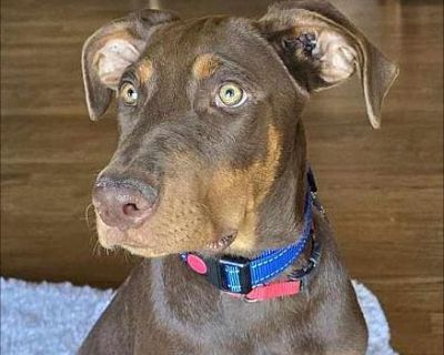 Vigo - Doberman Pinscher/Labrador Retriever Mix Male Puppy for Adoption