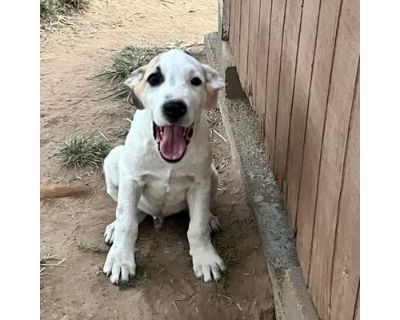 Alex - Hound (Unknown Type) Male Puppy for Adoption