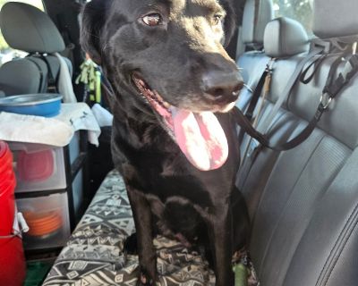 Characteristics Single Dog Home Health Vaccinations up to date, spayed / neutered.. Adult Female Medium Black