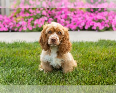 Monte - Cocker Spaniel Male Puppy for Sale