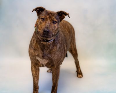 Pen 142 Gidget - Pit Bull Terrier Mix Female Dog for Adoption