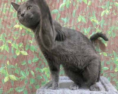 Squirrel - Russian Blue Male Cat for Adoption