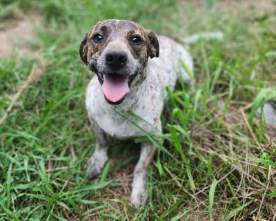 Millie - Dachshund Mix Female Dog for Adoption