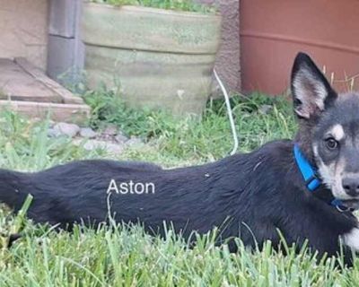 Aston (puppy) - Siberian Husky Male Puppy for Adoption