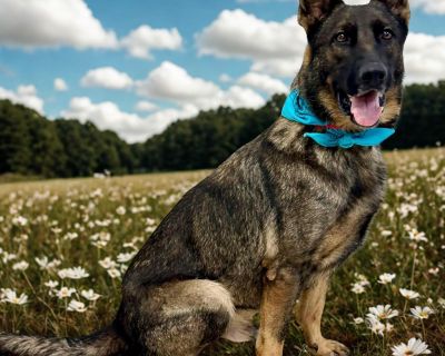 SMOKEY GS - German Shepherd Dog Male Dog for Adoption