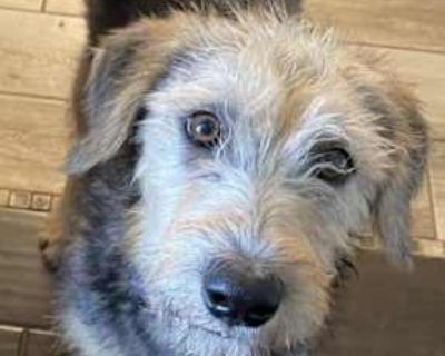 Amber - Wheaten Terrier/Labradoodle Mix Female Puppy for Adoption