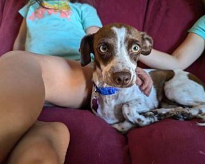 Hazel - Dachshund Female Puppy for Adoption