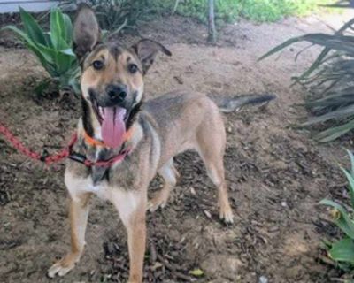 Luke - Shepherd (Unknown Type) Male Dog for Adoption