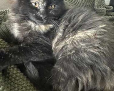 Geo - Domestic Longhair Female Cat for Adoption