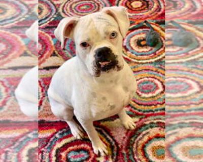 Hartman - Permanent Foster - Male Boxer Adult Dog for Adoption