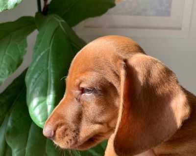Dachshund purebred puppy standard size