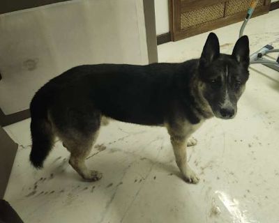 Lightening - Shepherd (Unknown Type)/Husky Mix Male Dog for Adoption