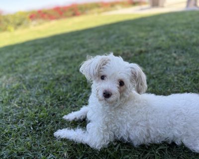 Mami - Maltipoo Female Dog for Adoption