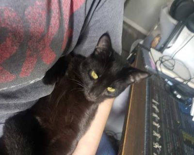 I am trying to find this cute kitty a new home that will be loving and caring, we found him and his litter mates when they were just a week or 2 old and rescued them during a storm and while we were able to care for their basic needs like food and litterbox, we could not afford to get him and 3 other cats vaccinated. he's about 7 to 8 weeks old, he's is probably the second most cuddly of his si...