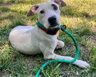 Juno - Pit Bull Terrier Female Puppy for Adoption