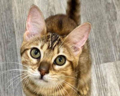 Cinnabon - Bengal Female Cat for Adoption