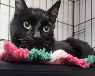 Britain is a charming black-and-white domestic shorthair whose gentle personality shines the moment you meet him. With his sleek tuxedo markings and soft, expressive eyes, he brings a warm, comforting presence to any room. Britain is naturally sweet-natured, enjoys quiet companionship, and has a calm confidence that makes him easy to bond with. Whether he's settling in for a cozy nap or brushin...